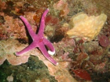 drunken starfish.JPG